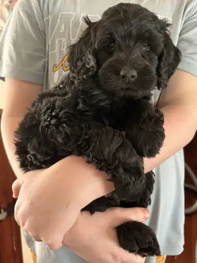 Labradoodle Puppies!❤️, View more