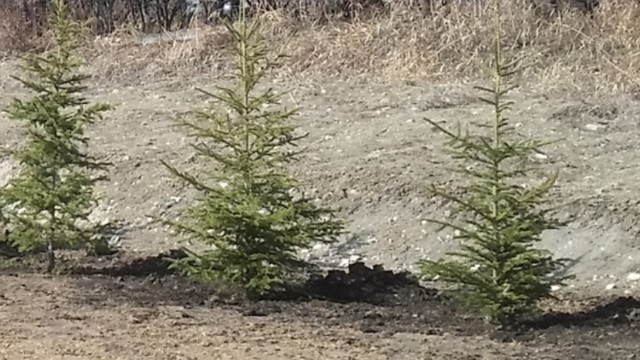 Spruce tree, Pine tree, Aspen tree, in Plants, Fertilizer & Soil in Calgary - Image 4