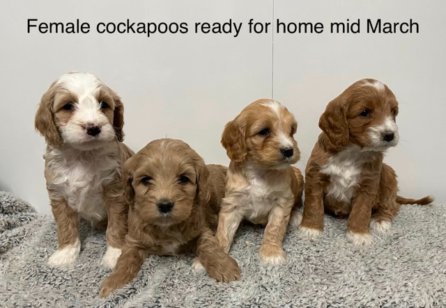 ❤️Aussiedoodles, small /medium and minis. Cockapoo puppies in Dogs & Puppies for Rehoming in Kitchener / Waterloo - Image 4