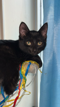 Female Black Kitten