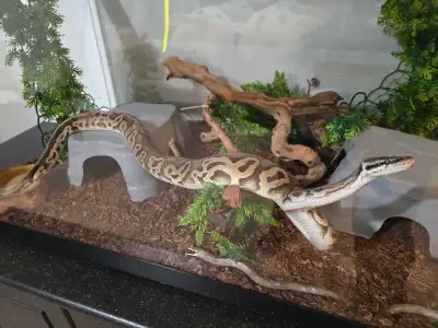 python male, View more