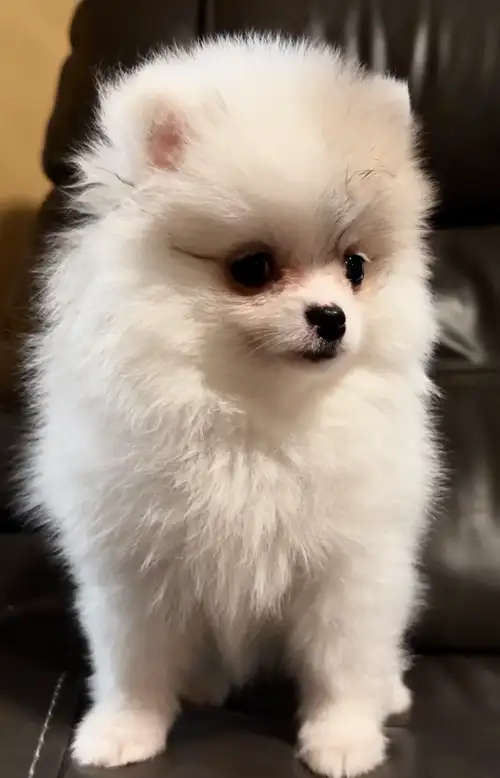 Last puppy available. Sweet cuddly little boy. White with cream and grey patches. Vaccinated, microc...