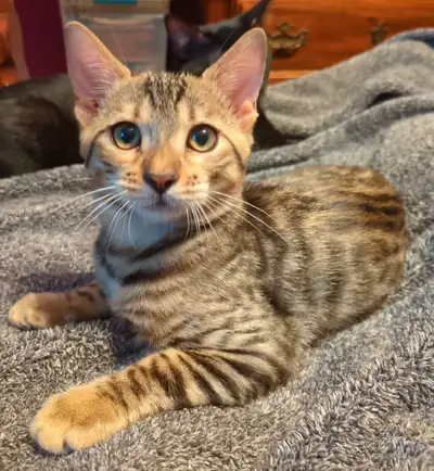 Bengal Kittens, View more