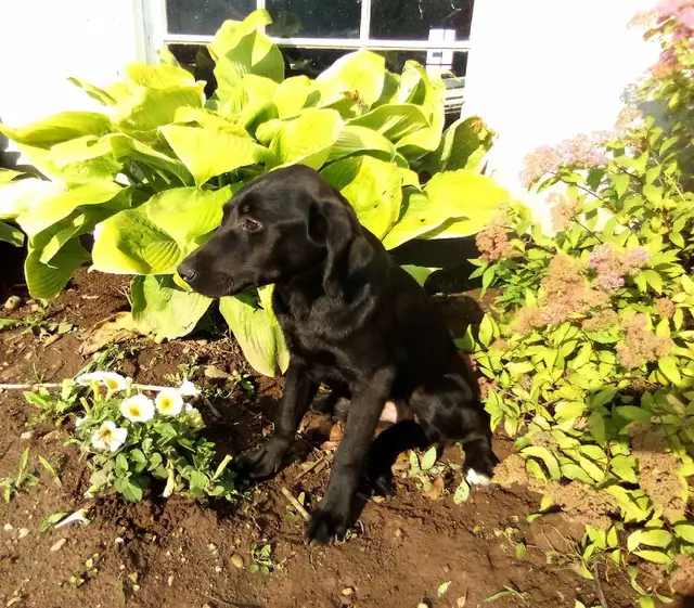 Labrador retriever puppies in Dogs & Puppies for Rehoming in Owen Sound - Image 4