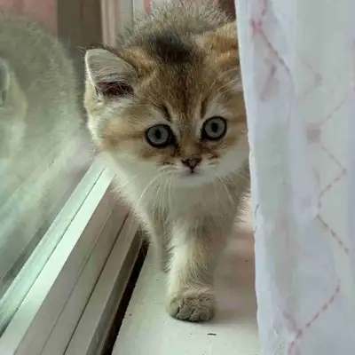 6 Scottish X British Kittens Available , View more