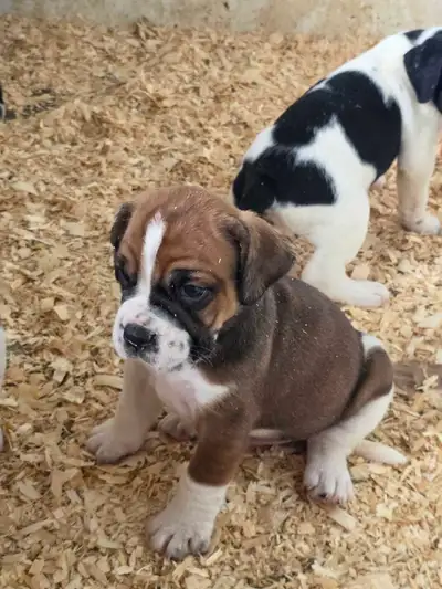​READY TO GO NOW! Unique "Boston Spaniel" Puppies, View more
