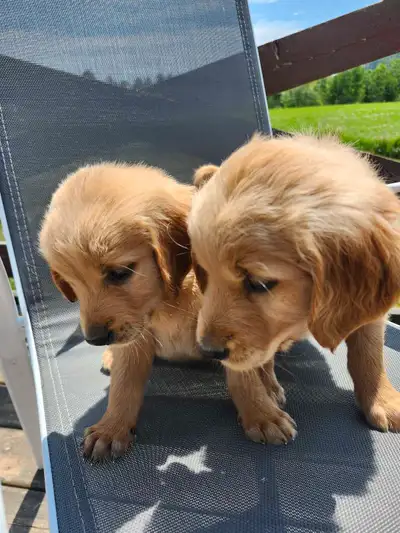 SOLD!  Local Golden Retriever Puppies!, View more