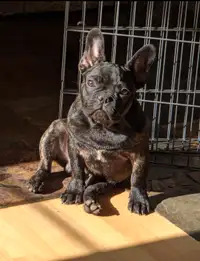 Brindle male French bulldog for sale 6 months