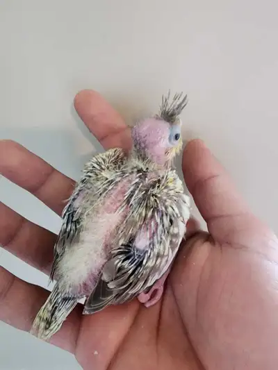 Baby Cockatiels – Spoon Fed, Tame & Hand Raised – $250 Each, View more