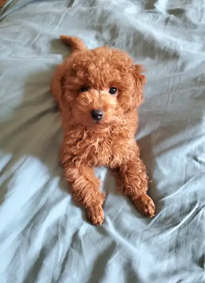 Toy poodle puppy, View more