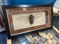 Mounted insect in picture frame 