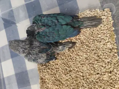 Violet conure babies for sale handfeeding, View more