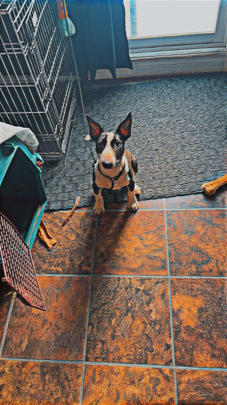 Bull terrier dans Chiens et chiots à adopter  à Trois-Rivières