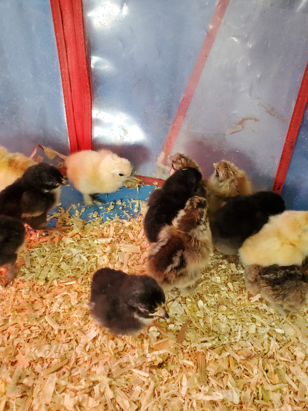 Chicks: Hedemora, Bantees, Mixed Egg Layers & Mature Turkey Hens in Livestock in Quesnel - Image 2
