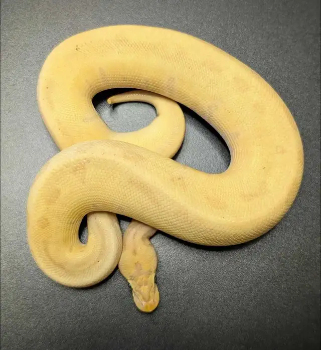 mâle python royal Banana Scrambler het Sunset in Reptiles & Amphibians for Rehoming in Laurentides - Image 2