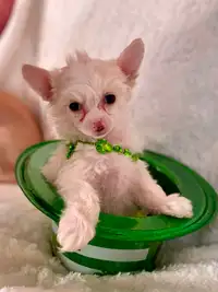 Chinese Crested puppies - great pets