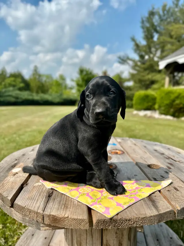 German shorthair pointer puppies in Dogs & Puppies for Rehoming in Oakville / Halton Region - Image 5