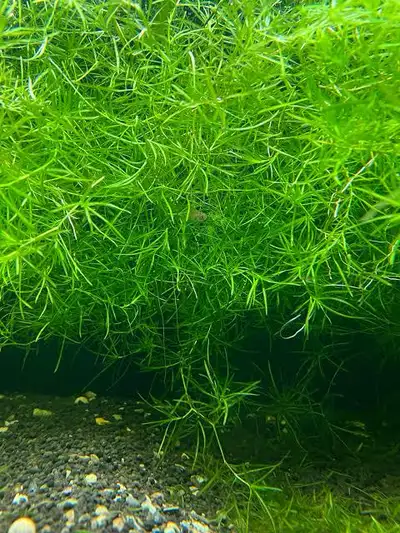 guppy grass, View more