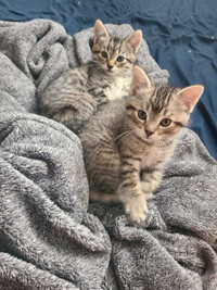 Kittens looking for their forever home