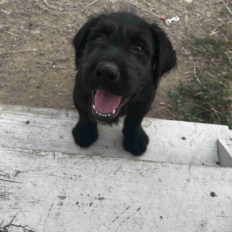Puppies for sales Dogs & Puppies for Rehoming Penticton Kijiji