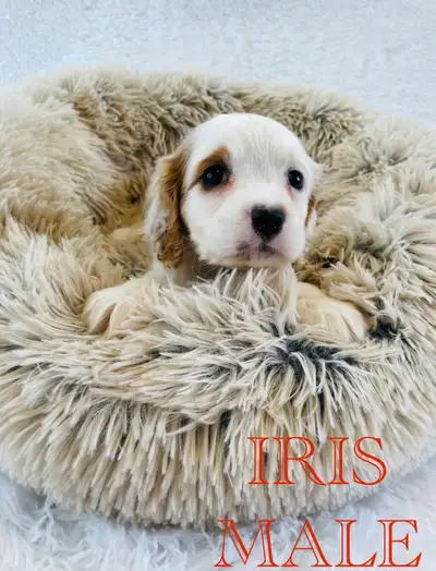 Teddy bear Cavapoo puppies available. Very friendly and smart little puppies. If interested contact...