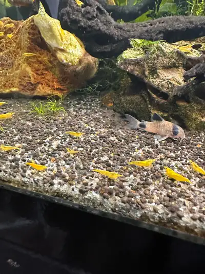 Yellow Neocaridinas shrimp, View more