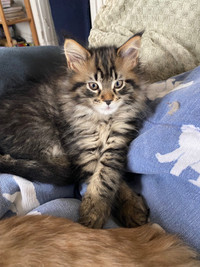 Mainecoon kittens  purebred ( unregistered)