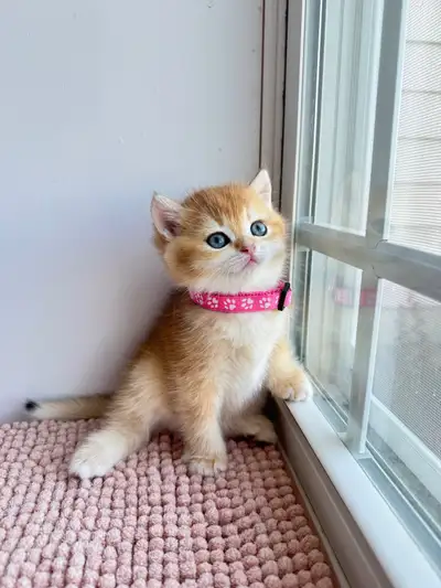 British Shorthair Kittens for Rehoming , View more