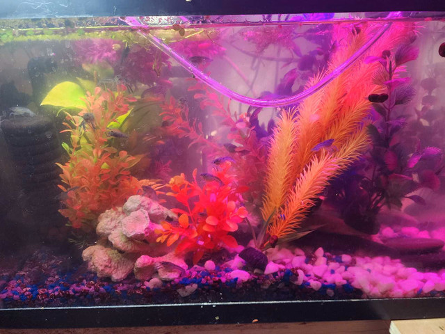 Craylings in Fish for Rehoming in St. Catharines