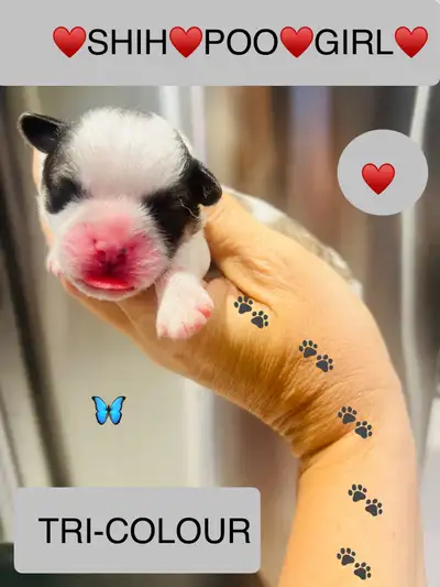 BEAUTIFUL SHIH♥️TZU/SHIH♥️POO PUPS EXPERIANCE BREEDER 30+YEARS♥️, View more