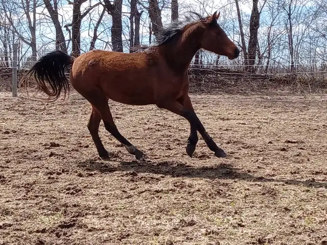 Athletic 5yo Crabbet Arabian filly for sale in Horses & Ponies for Rehoming in Owen Sound - Image 7