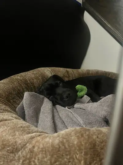 beautiful all black American bulldog puppy looking for rehoming, View more