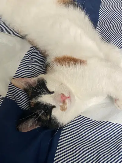 3 year old female cat, View more