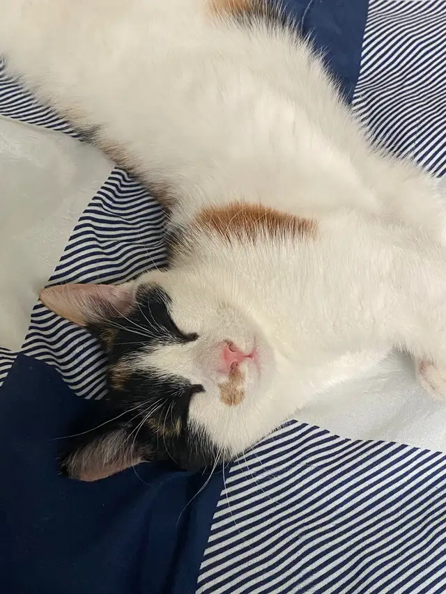 3 year old female cat in Cats & Kittens for Rehoming in North Bay - Image 2