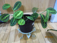 Prayer (Green) Marantha - (Air Purifying & Hanging) Plant