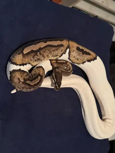 Frmale pied ball python will trade , View more