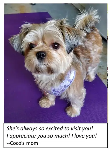 small dog breed sitter parents love!, View more