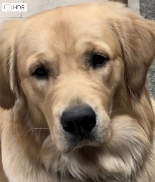 Chiot Golden Retriever prêts 19/07/25 CKC, OFA & ADN in Dogs & Puppies for Rehoming in Laval / North Shore - Image 10