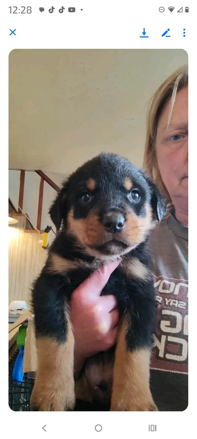 ROTTWEILER PUPPIES!!! in Dogs & Puppies for Rehoming in Edmonton - Image 3