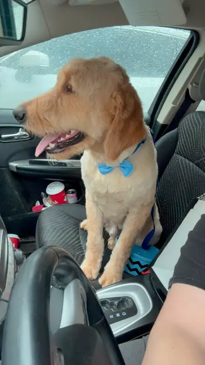GOLDENDOODLE FOR REHOMING BOY and GIRL AVALIABLE, View more