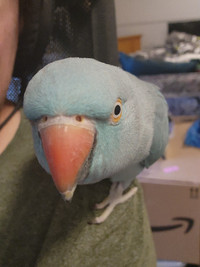 Talking tame Blue Indian Ringneck female 4 years old cage incl