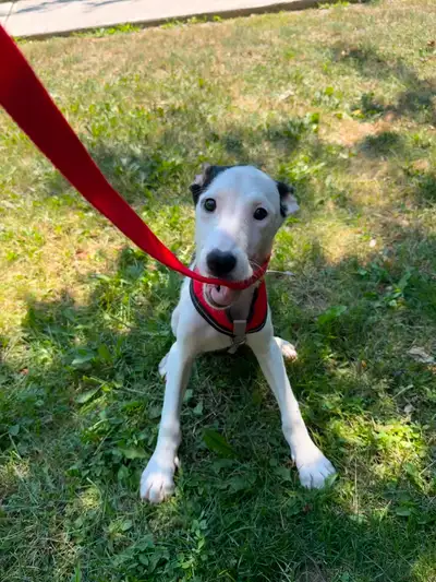 Beautiful Female Italian greyhound x, View more