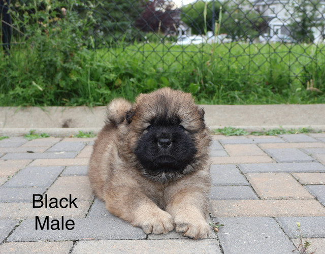 Purebred Chow Chow Puppies – 3 Males & 2 Females  in Birds for Rehoming in Calgary - Image 2