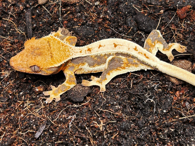 Lilly White Crested Geckos in Reptiles & Amphibians for Rehoming in City of Halifax