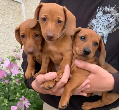 Pure Smooth Hair  Mini Dachshunds, View more