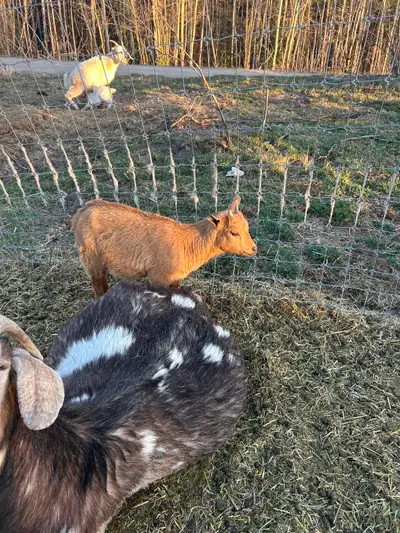 Cute fainter cross Nigerian doeling, View more