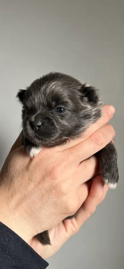 ❤️ Pomeranian puppies❤️, View more