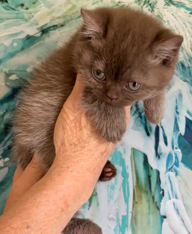 Bouncy Baby British Shorthair Kittens! 10 weeks old*READY NOW!* in Cats & Kittens for Rehoming in Moncton - Image 5