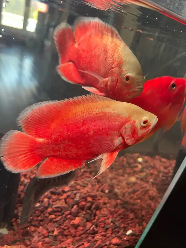 fish aquarium