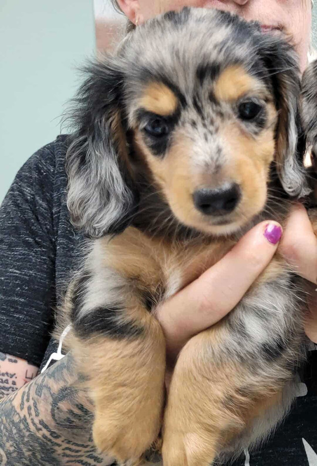 GORGEOUS Mini LONG HAIR DACHSHUNDS READY TODAY in Dogs & Puppies for Rehoming in Chatham-Kent